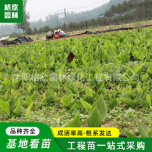 �����˽��N�����ֲ��ͥԺ�Gֲ�����������˽����o�Ϸ�ȫ���_��