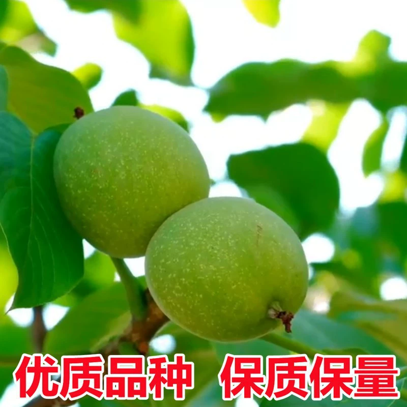 Рассада грецкого ореха Тонкокожая культурная игра Рассада грецкого ореха во дворе Посадка в горшках на севере и юге Посадка плодовых саженцев фруктовых деревьев года