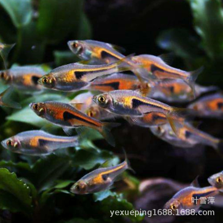 Золотистая треугольная рыба-лампа, живая, маленькая, треугольной формы, плавающая группой, тропическая рыба, специальная для аквариумов, как зебра-рыба.