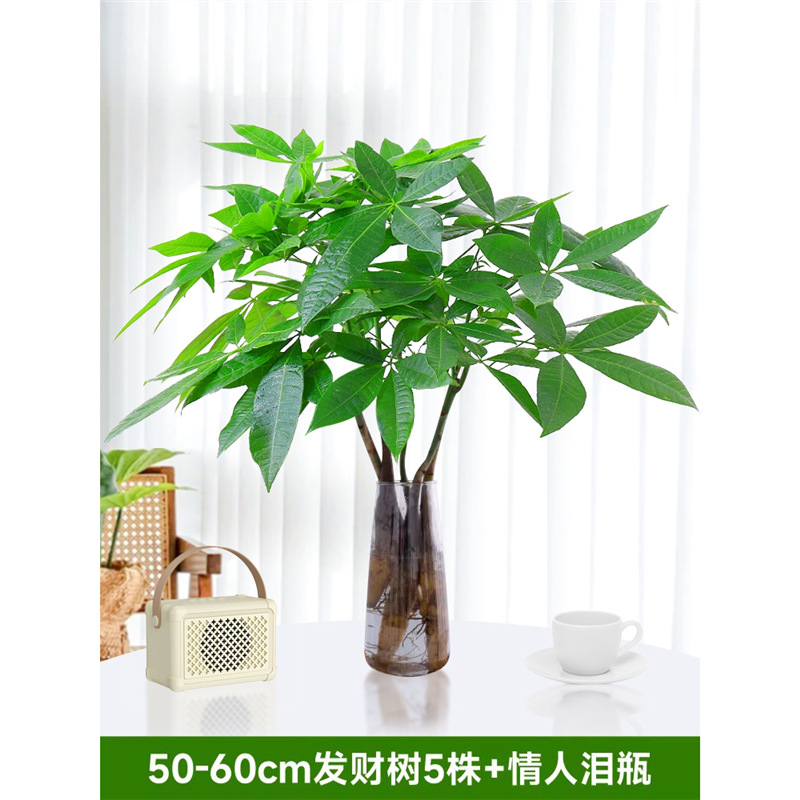 50-60cm 머니트리 5개 [연인의 눈물병 포함] 영양액 1팩 포함