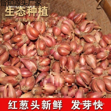 �Nֲ�Ĵ�С���[�t�[�^��ѿ���Ի��[�S�[�ļ��[��ե�[�͸���Ȼ