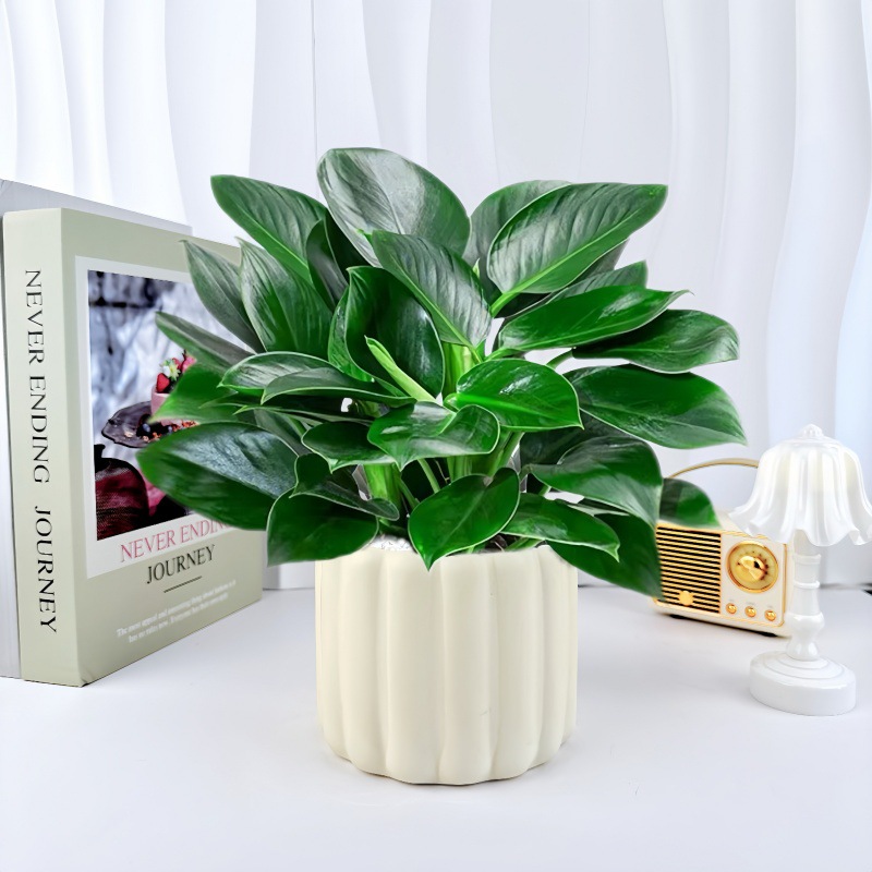 북유럽 세로무늬 세라믹 화분 + [골드 다이아몬드 3개] 심고 배송 준비 완료