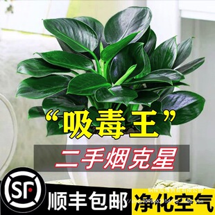 ����Gֲ�K���~���B��ˮ���k��������ֲ��G�}���˻��ܻj����