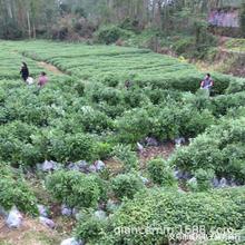 基地供应香樟树苗 庭院绿化四季常青植物 工程用苗小叶香樟树