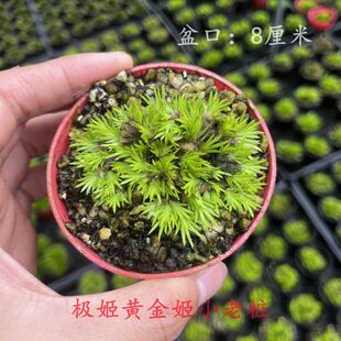 �ձ�΢�����Ѳ��辰 �F��̦ �S��O�������O��С�Ϙ��҃Ⱥ��B�Gֲ