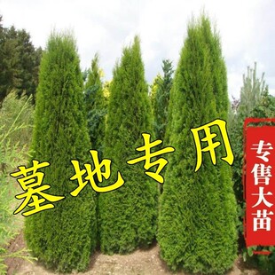 Cypress Tree Seedling Taber Cypress Evergreen in Four Seasons Pine and Platycladus orientalis Shu Seedling Flat Cypress Round Cypress Sprinkling Golden Cypress Pagoda Pine Dragon and Cypress Seedling