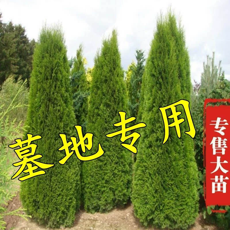 Саженцы кипариса табера четыре сезона вечнозеленые сосны и кипариса, саженцы кипариса, кипариса, кипариса, кипариса, кипариса, кипариса, кипариса, пагоды