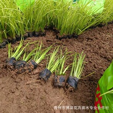 金叶石菖蒲 金线菖蒲 基地批发 多年生常绿草本花坛花境植物