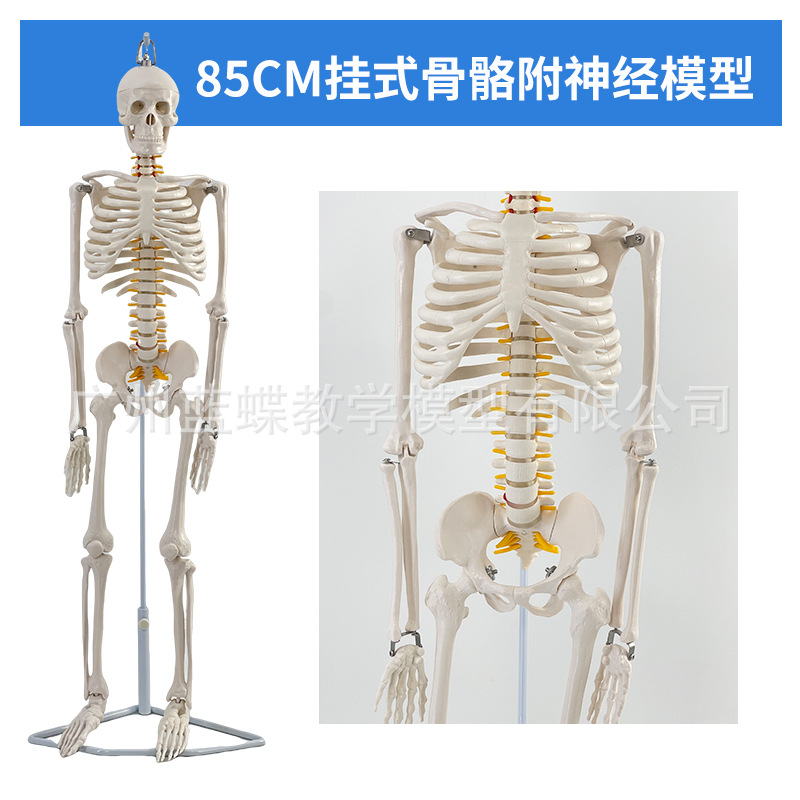 85CM���弡������ṹ�ʹ�ȫ���Ǽ�ģ�Ϳɲ�ж��׵�٤С������