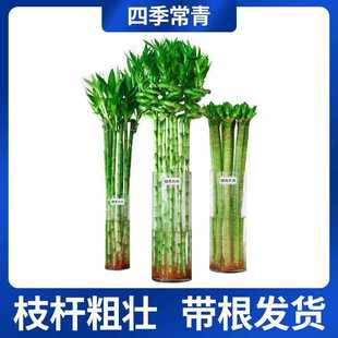 ✅ Water-Raised Rich Bamboo Transfer Bamboo Curved Bamboo Dragon Bamboo Water Bamboo Good Luck Bamboo with Roots Indoor Green Plants Hydroponic Plant Flowers