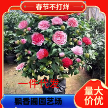 һ�����l�軨����������ɫ�൤ֲ��õ�廨ɽ�軨���ļ��_��ͥԺ��