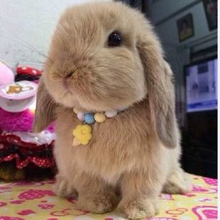 С���ӻ���٪�����L��������С�͹������m�����ò豭�ü��B������