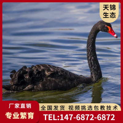 Sell Black Swan Adult Watch Black Swan a pair How many? Black Swan How long