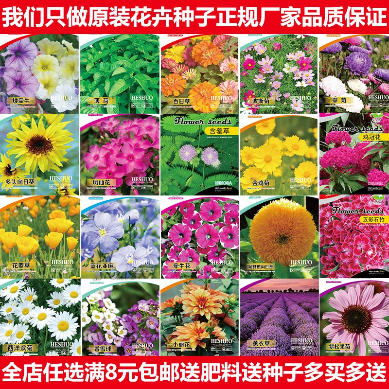 Цветы, Семена, семена, четыре сезона, легко жить на открытом воздухе Гипсофила подсолнечника горшечные растения, Семена солнце цветок