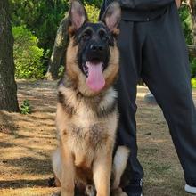 出售德牧幼犬活体狗狗德牧看家护院双血统纯种德牧幼犬幼崽