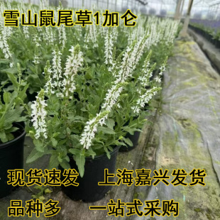 �׻�ѩɽ��β�ݵر���β���޸������̨ͥԺ�������͟�@�ֹ�����