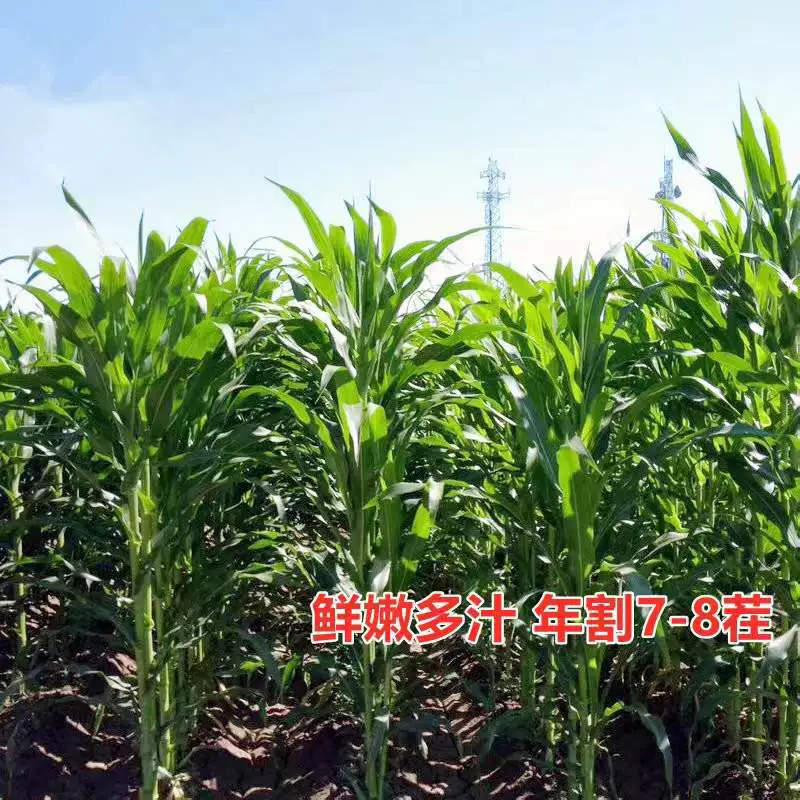 Импортные Геркулес Сладкий Сорго Кормовые Семена Многолетние Кормовые Травы Семена Разведение Четыре Сезона Свинья Крупный Рогатый Скот Овцы Лошадь Трава Семена