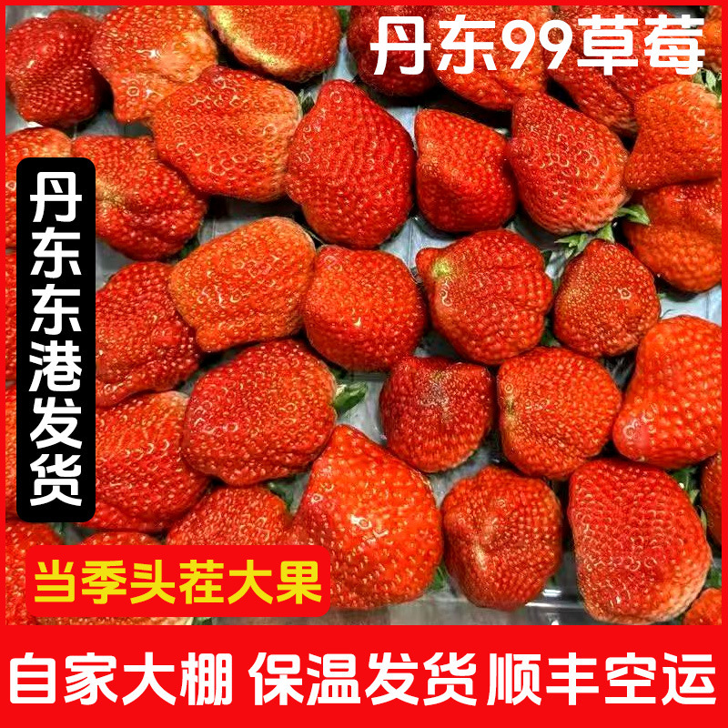 Free Shipping Via Sf Express: Dandong 99 Strawberry, Red Beauty 99 Strawberry, Large Strawberry, Seasonal Fruit, Juicy, 1.5kg Special Price for Blemished Fruit