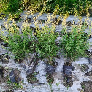 ���Ůؑ��������̾G�h���G�ԾG������������ľ�߶�20-40����