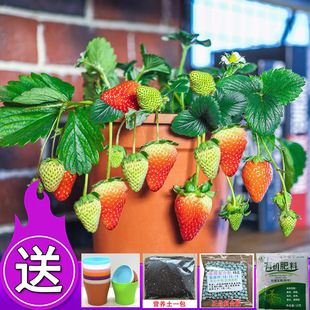 һ�����l��ݮ�N�����ļ��׻��҃����̨����ʳ��ˮ���ļ��ɲ�ժ��