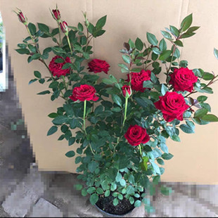 �¼����������Nޱ�ٱ��ļ��_�����B�����҃�ֲ���ʯ΢��ͥԺ���d