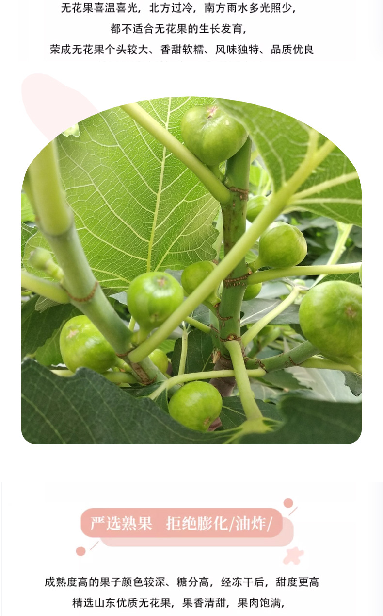Dried Fig Tea Wu Hua Guo Ficus carica Unsweetened Whole Dried Figs 500g for Herbal Infusions and Culinary Use details