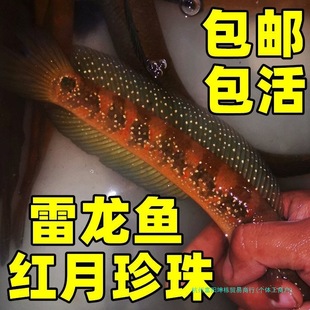 �^�p�����~�ʺ������~���B��ˮ�~��ˮ�~���w���ͼt�������������w