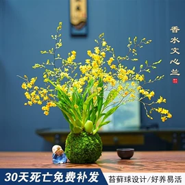 盆栽;干花;其他园林植物