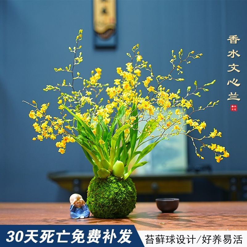 带花苞梦香水文心兰苔藓球年宵花卉浓香型室内客厅花期长可水培