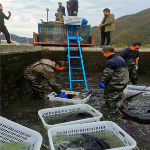电动提升上鱼上货机鱼塘水库便携运鱼机自动升降机-阿里巴巴