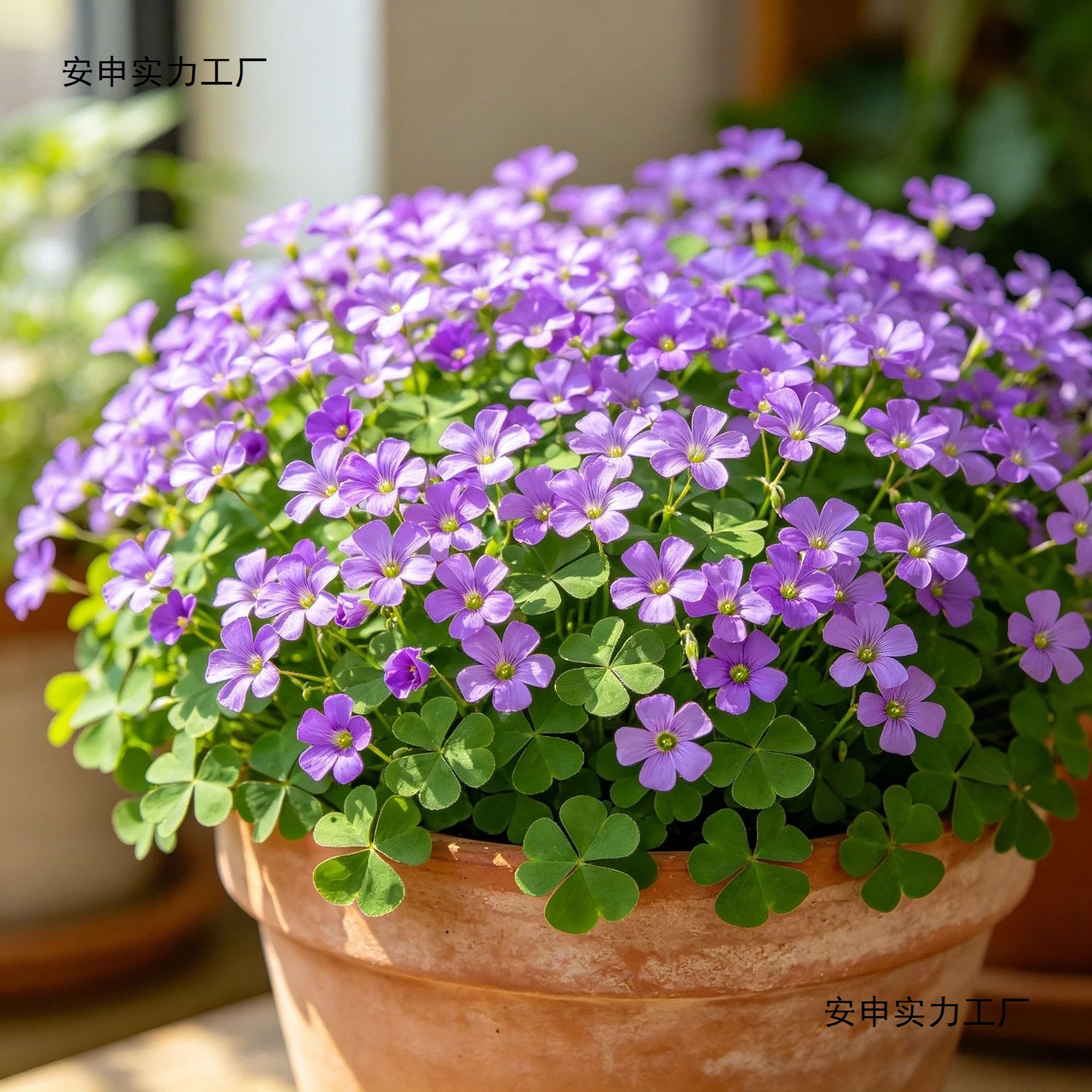 Oxalis bulb clover flowering indoor potted lazy four seasons lucky…