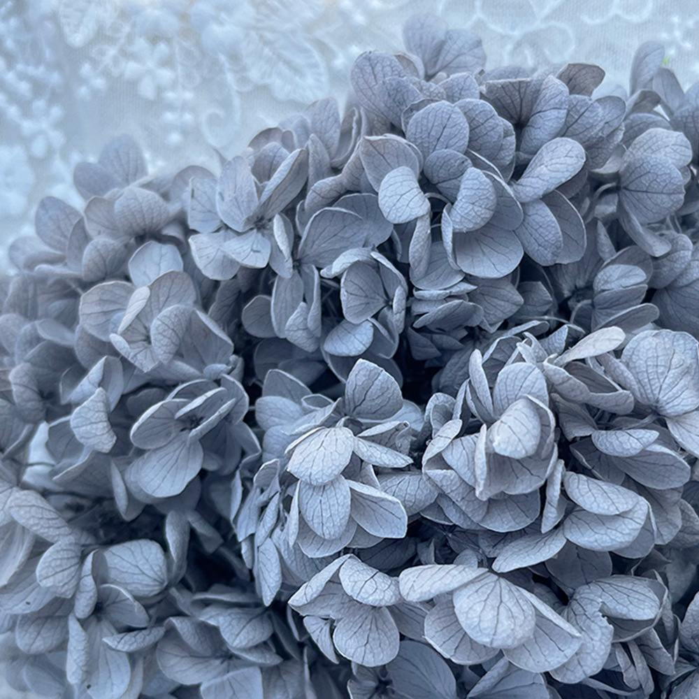 Hortensia de madera gris claro-20g/caja