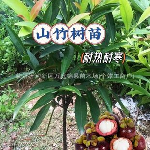 ɽ�����ɽ������t��̩�������M�ڟo�ѵ��Ԯ���Y���ϱ����Nֲ