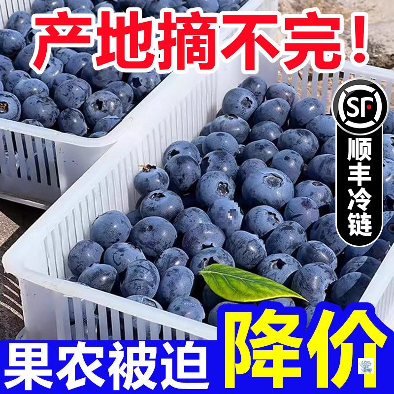 Fresh Blueberries Seasonal Fruit Whole Box Yike Yunnan Fresh Fruit Freshly Picked Extra Large Fruit SF Included