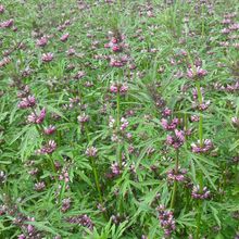 厂家批发益母草种子阳台盆栽菜园可食用蔬菜种籽约1000粒草籽