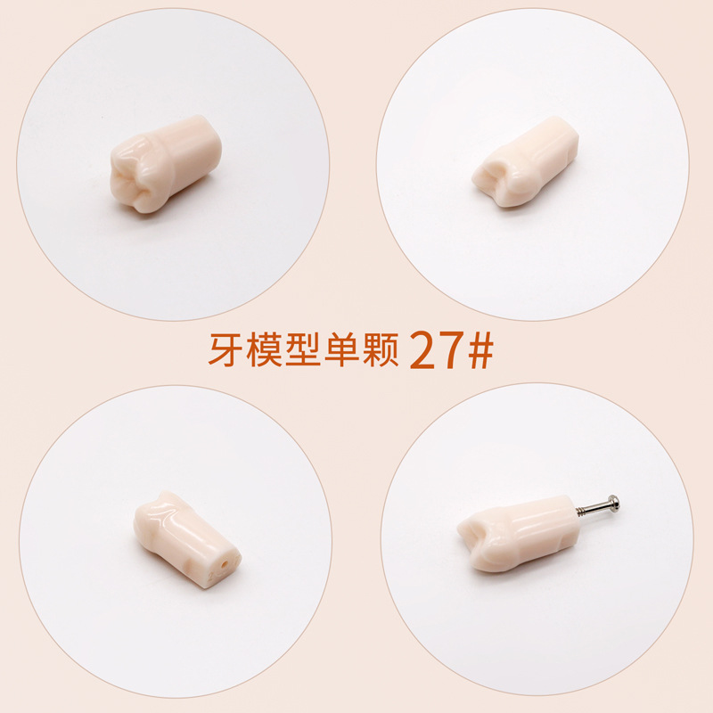 Práctica dental resina de partículas dentales dispersa simulación de partículas dentales de resina dientes aislados dientes enteros 28 / 32 partículas dentales