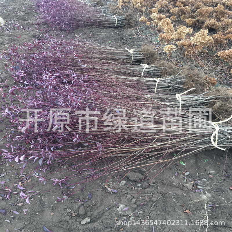 彩叶绿篱灌木批发密枝红叶李 造型红叶李树球 辽宁红叶李杯苗