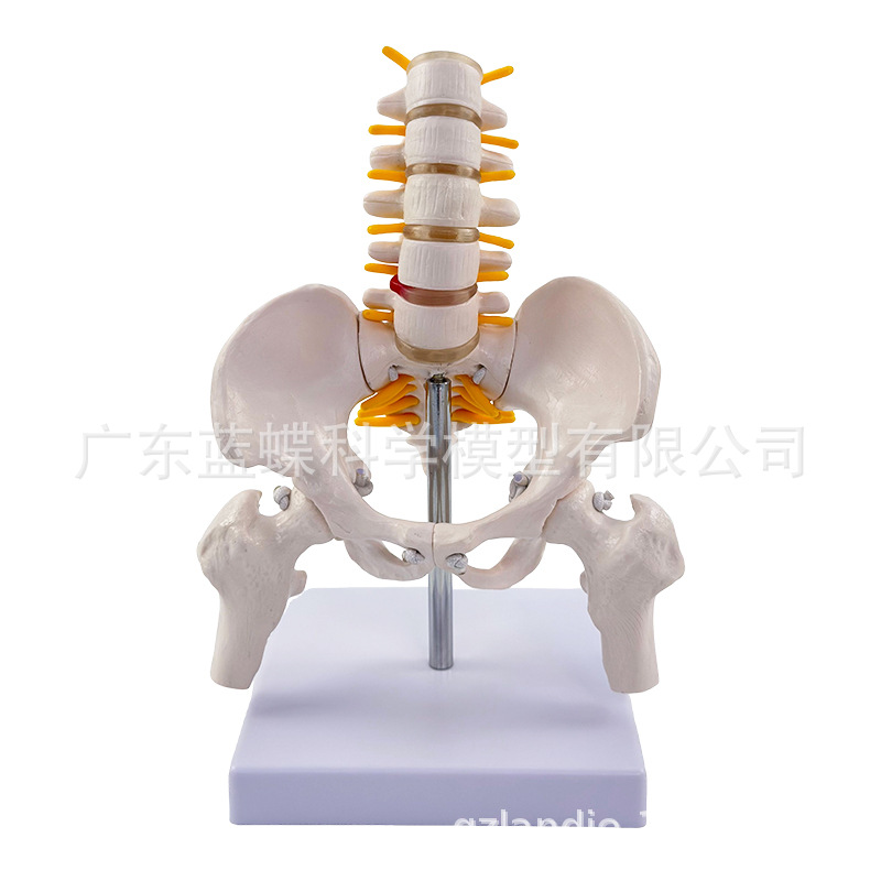 ��̬������׵����ģ�͹ؽڿɻ�������СŮ�Լ������Ľ�ѧ�Ǽ�