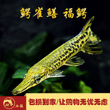 肉食觀賞魚 肉食觀賞魚批發 促銷價格 產地貨源 阿里巴巴