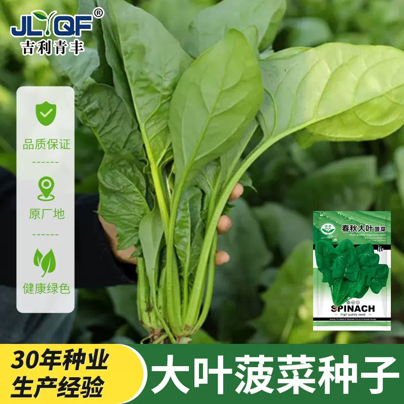 大叶菠菜种子四季易种紫菠菜红菠菜种子耐热耐寒盆栽园艺蔬菜种子