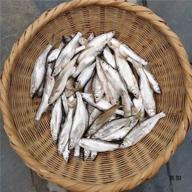 小鱼仔批发新鲜小杂鱼野生新鲜刁子鱼鱼去鳞去内脏小白条鱼餐条鱼