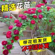 爬藤蔷薇月季花苗带花苞大苗浓香型四季开花玫瑰花苗庭院花卉盆栽