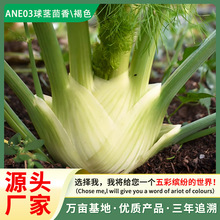 球茎茴香种子结球小茴香籽扔土即活小叶茴香种子四季盆栽蔬菜种子