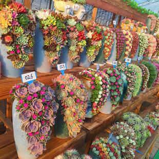 2024ƷͺֲٲԳƷ(莧)l؛бP