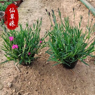 European Dianthus Rainbow Dianthus Bulk Supply Easy-To-Survive Ornamental Flowers Plug Seedling Base Direct Sales Flower Sea Project