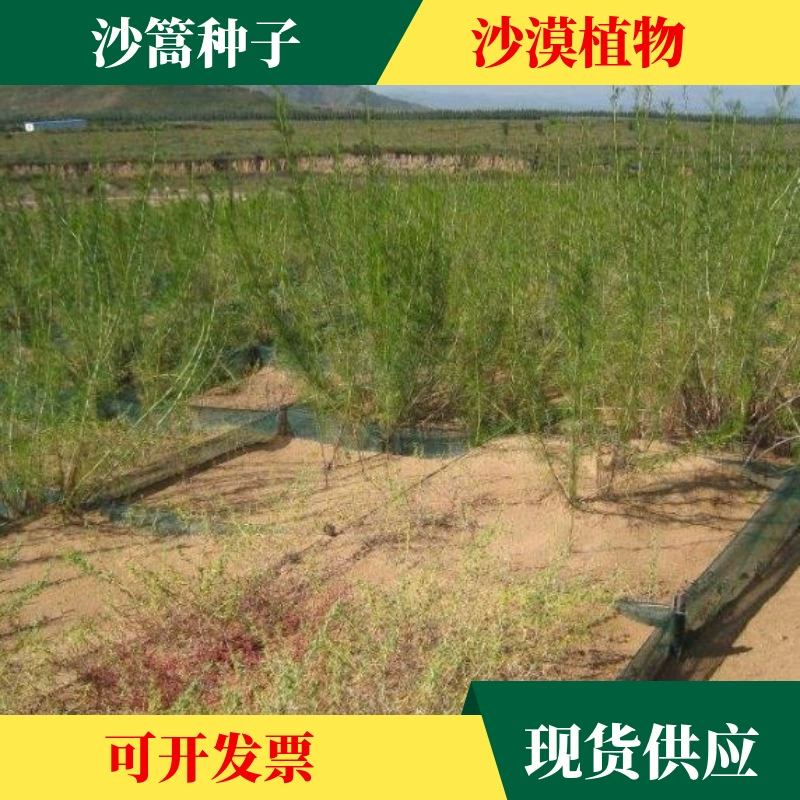 Оптом Песок Пенни Семена Озеленение Ветер и защита песка Растения засухоустойчивость и термостойкость Пустынные растения Песчаные песчаные растения