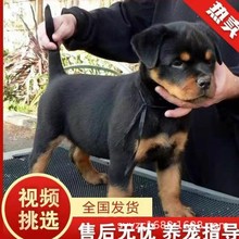 纯种罗威纳活体幼犬罗威纳警犬护卫犬幼崽罗威纳工作犬军犬罗威纳