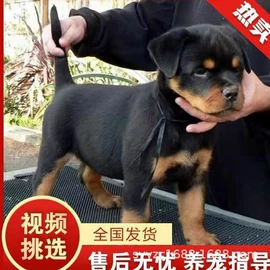 狗;狗狗干粮;服务商品