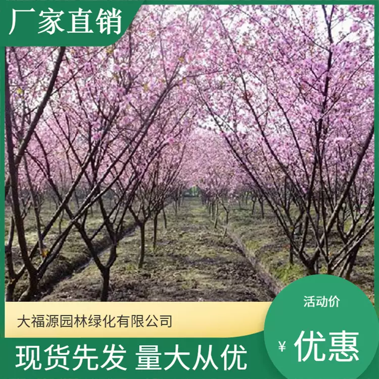 基地供应灌木 乔木榆叶梅大小规格全带土球 垂梅规格齐全