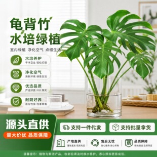 �҃��k��������Gֲ�����辰�ļ����������՚�������ˮ��ֲ������
